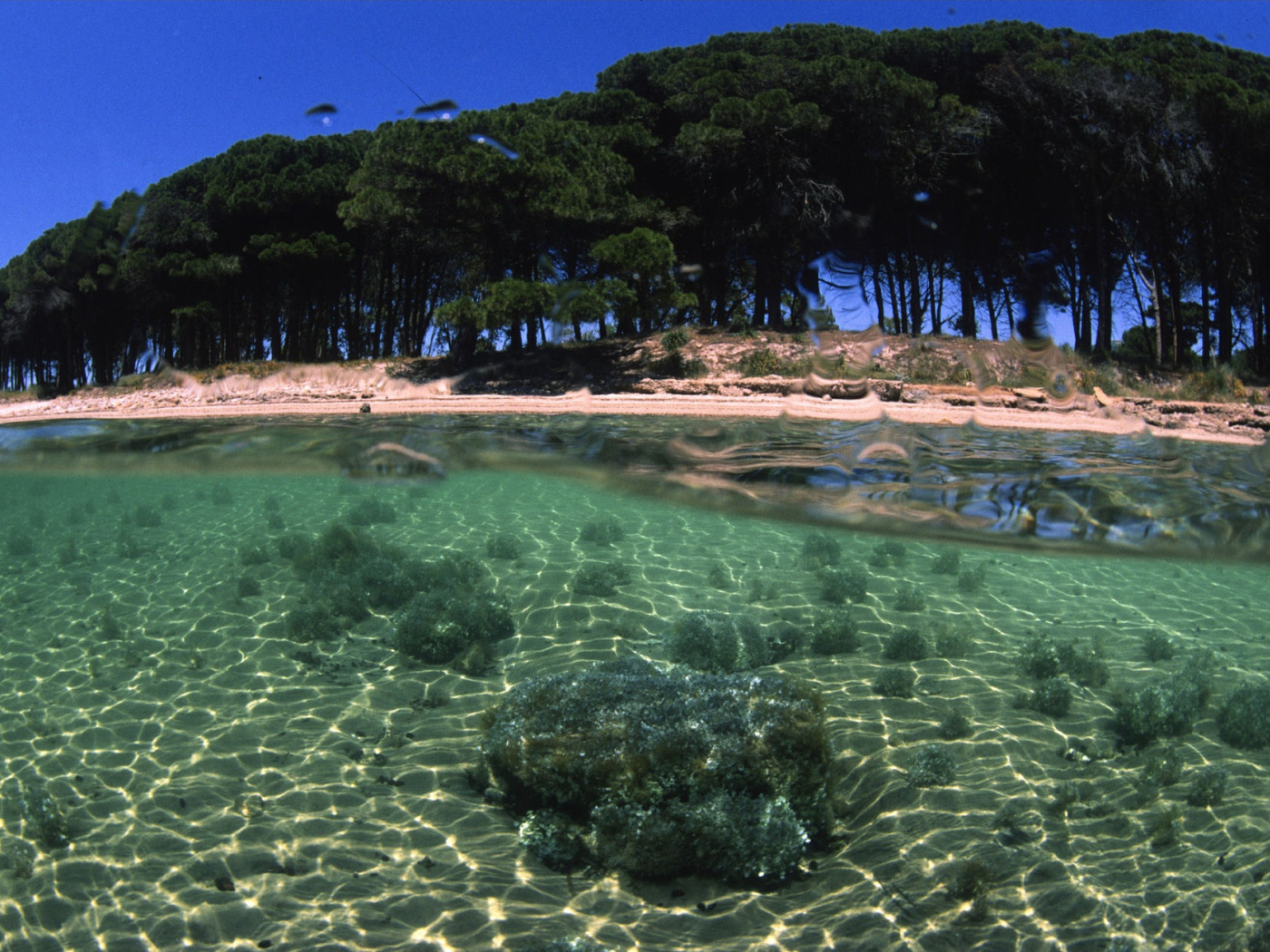 Деревья на берегу на острове Сардиния, Италия