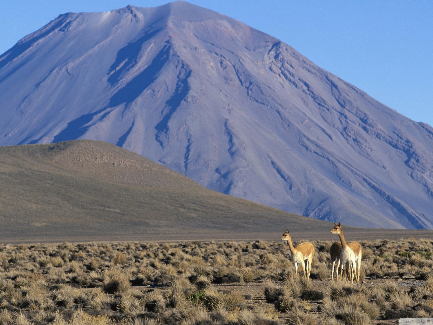 Ламы в Перу