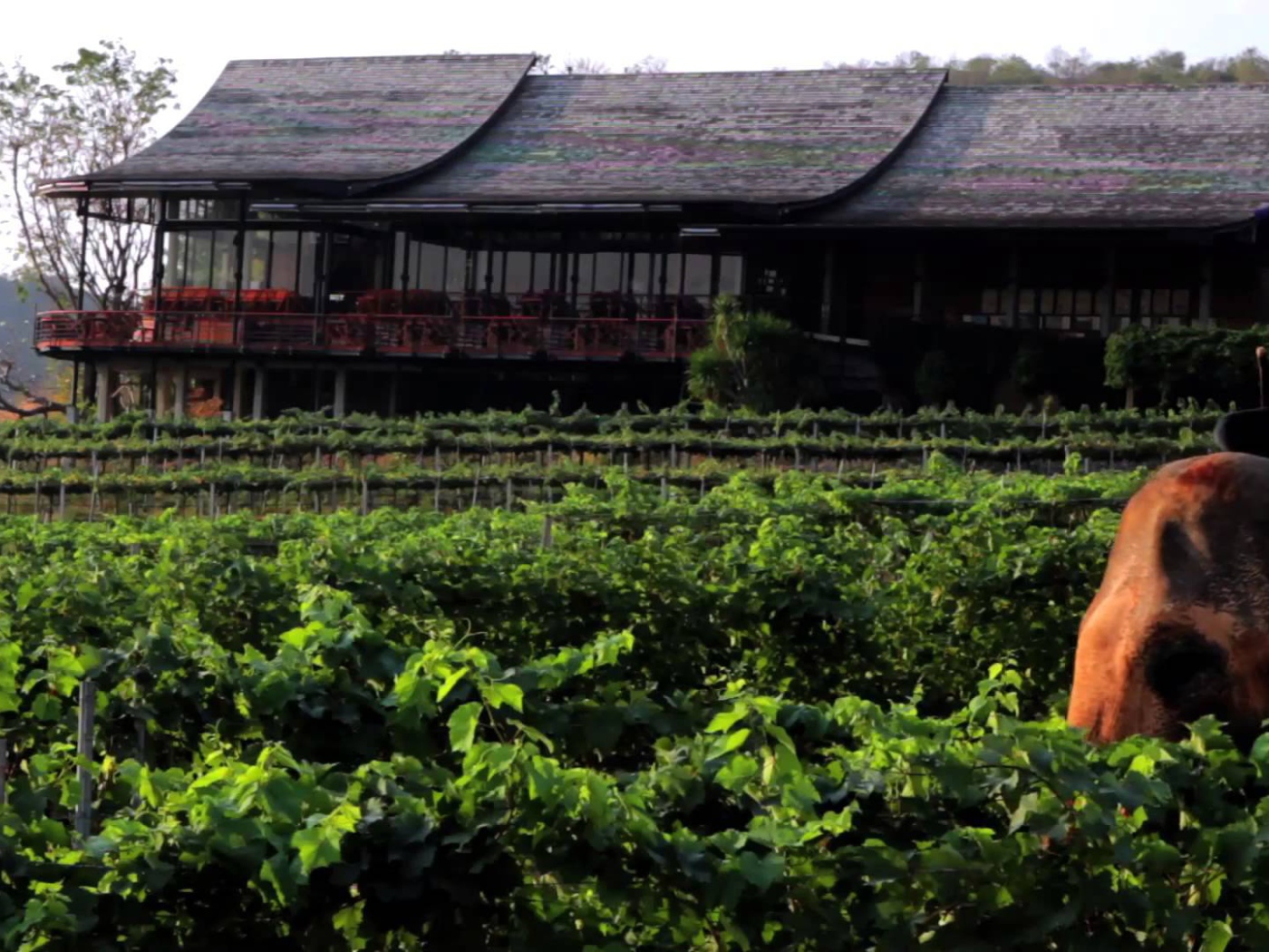 Слон на фоне дома на курорте Хуа Хин, Таиланд