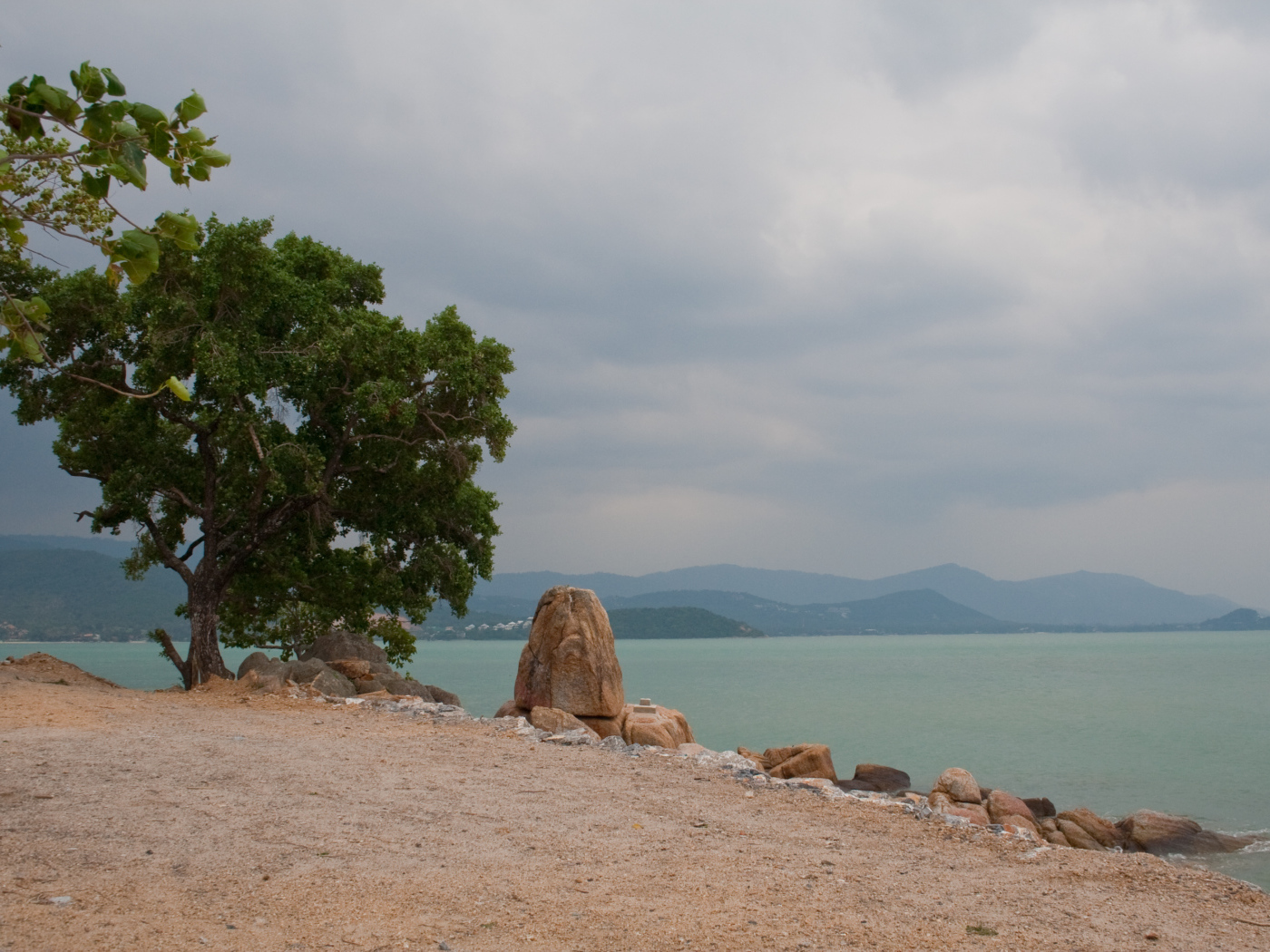 Одинокое дерево на пляже на курорте острова Ко Лан, Таиланд