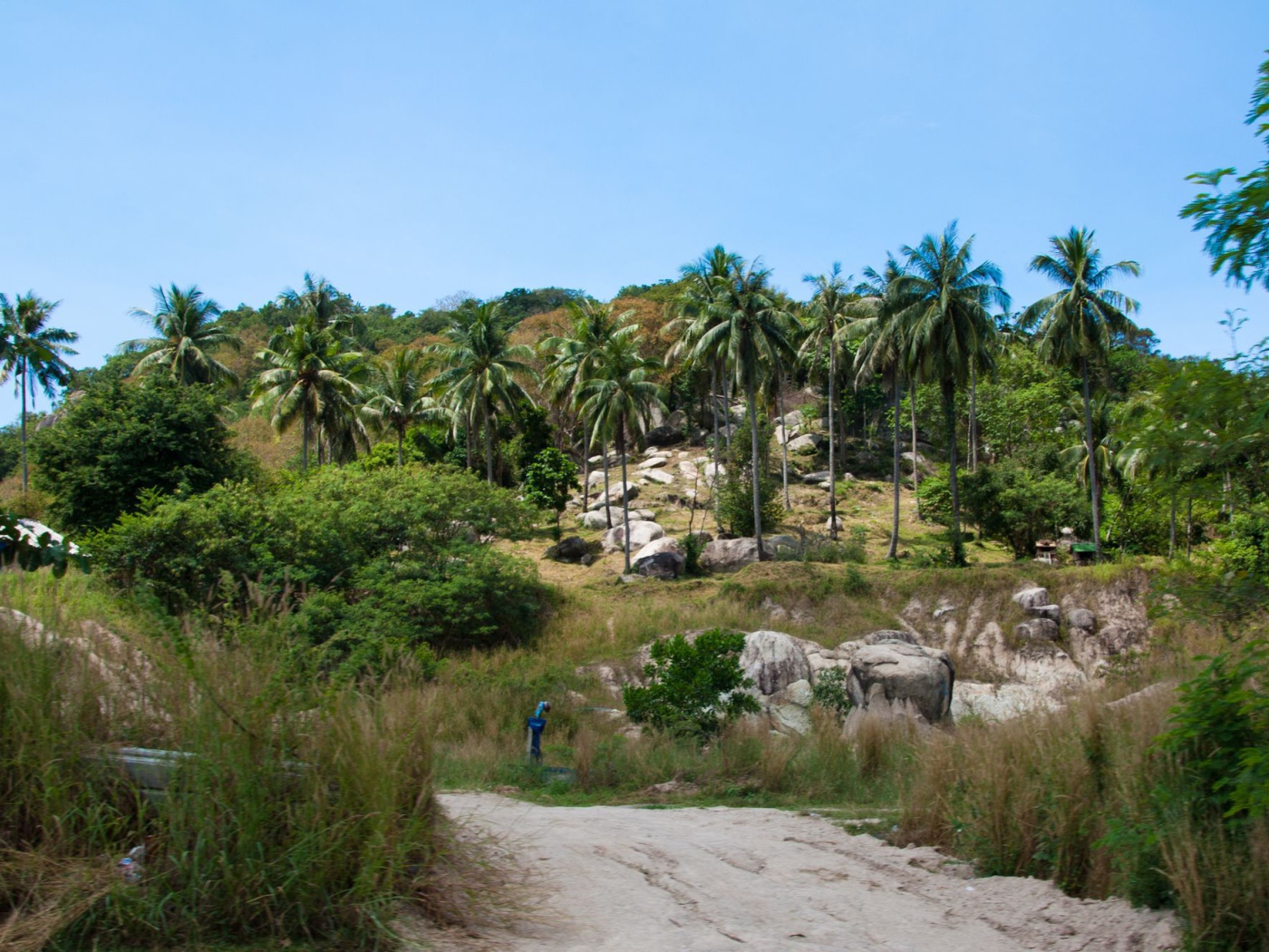 Пальмы на скале на острове Тао, Таиланд