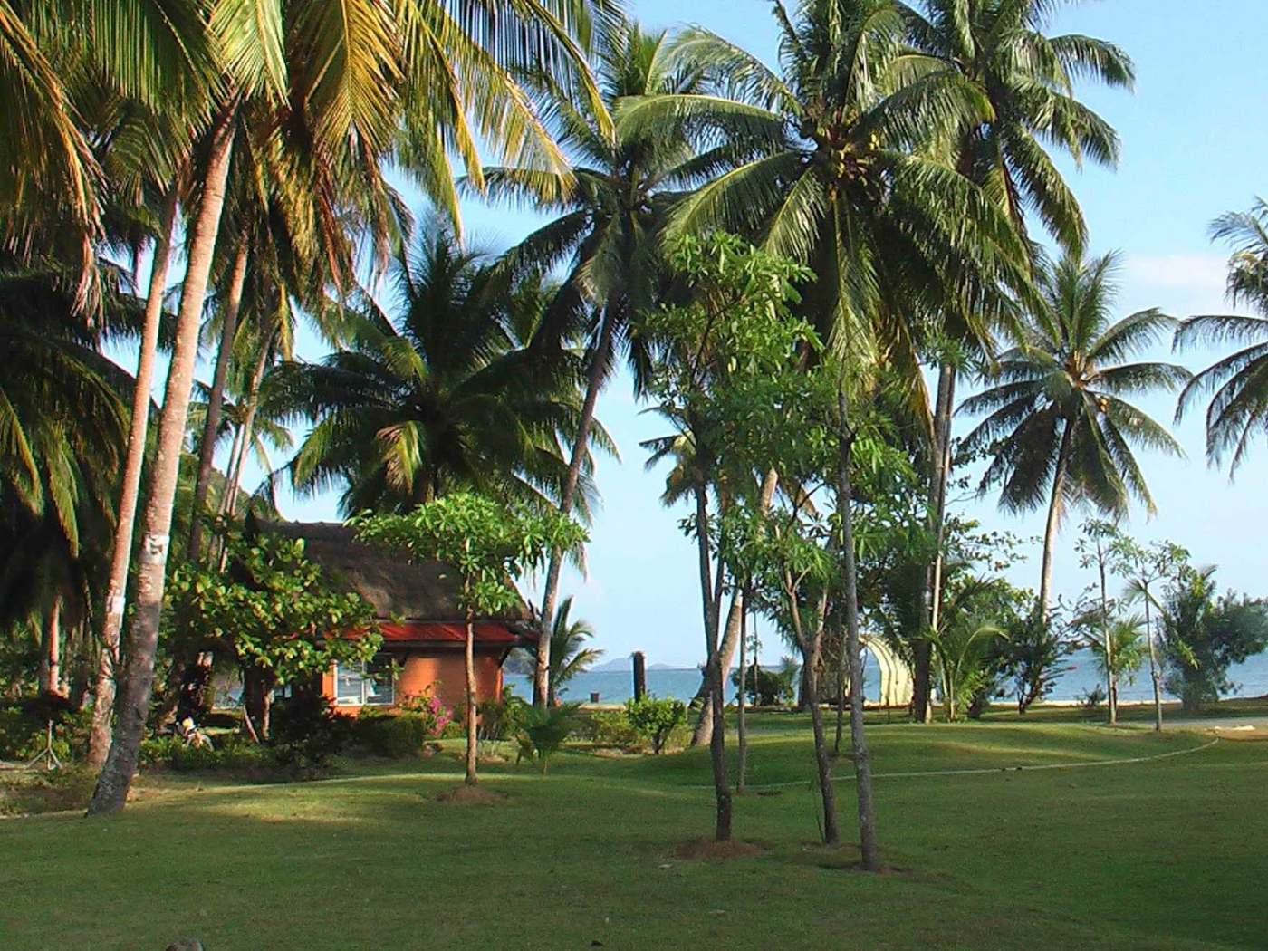 Palm trees on the coast of the island of Koh Chang, Thailand