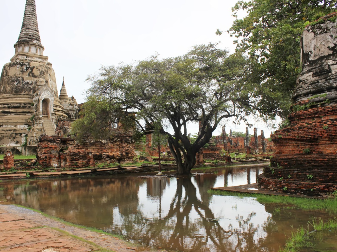 Дерево в воде на курорте Лопбури, Таиланд