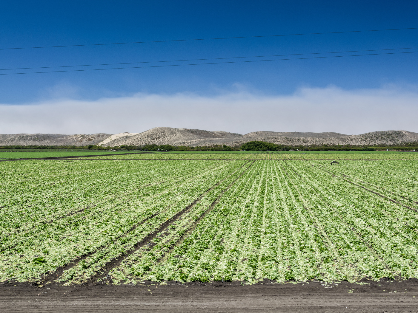 Между Монтерей и Санта-Крус, штат Калифорния, США