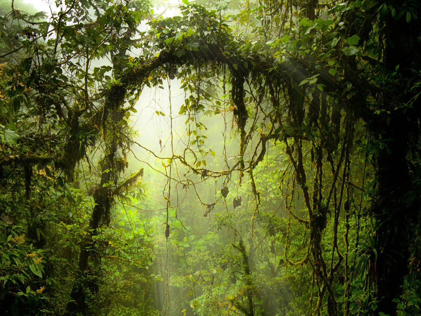 Опасные джунгли Коста-Рика