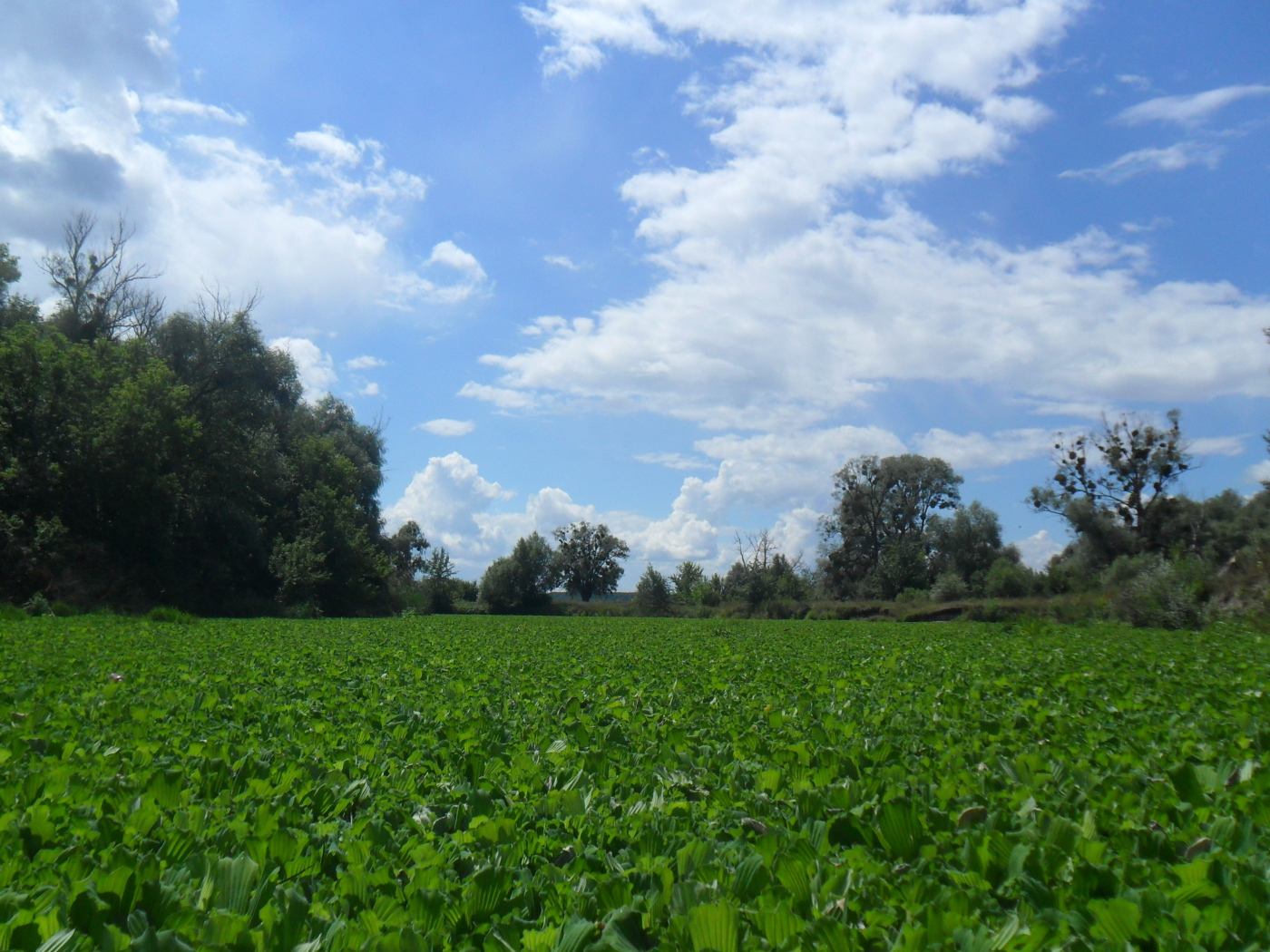 Поляны Харькова