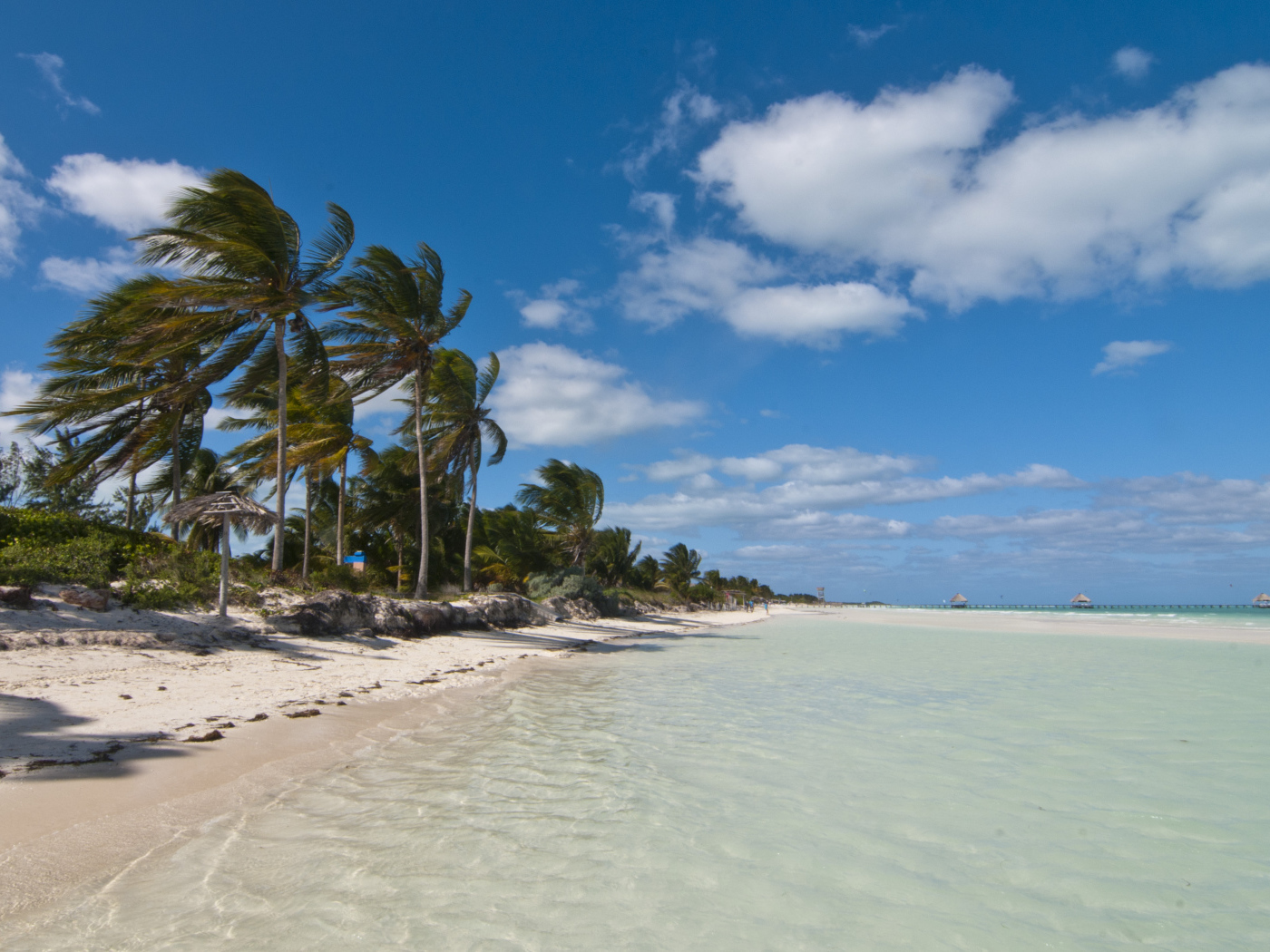 Пальмы на побережье на курорте Кайо Гильермо, Куба