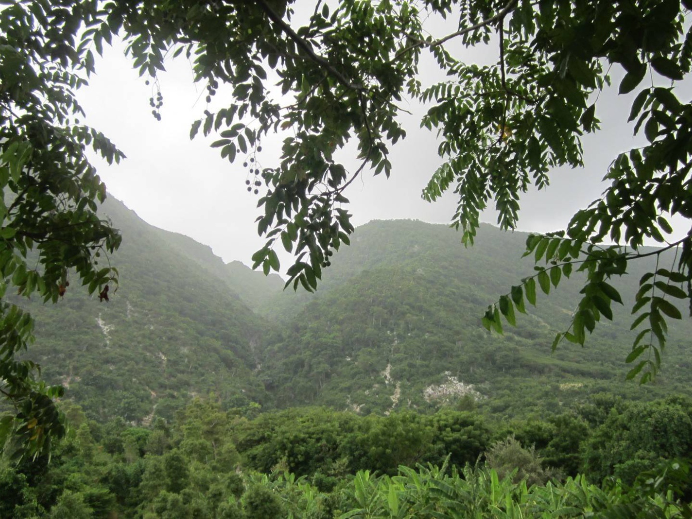 Тропический лес в Гаити