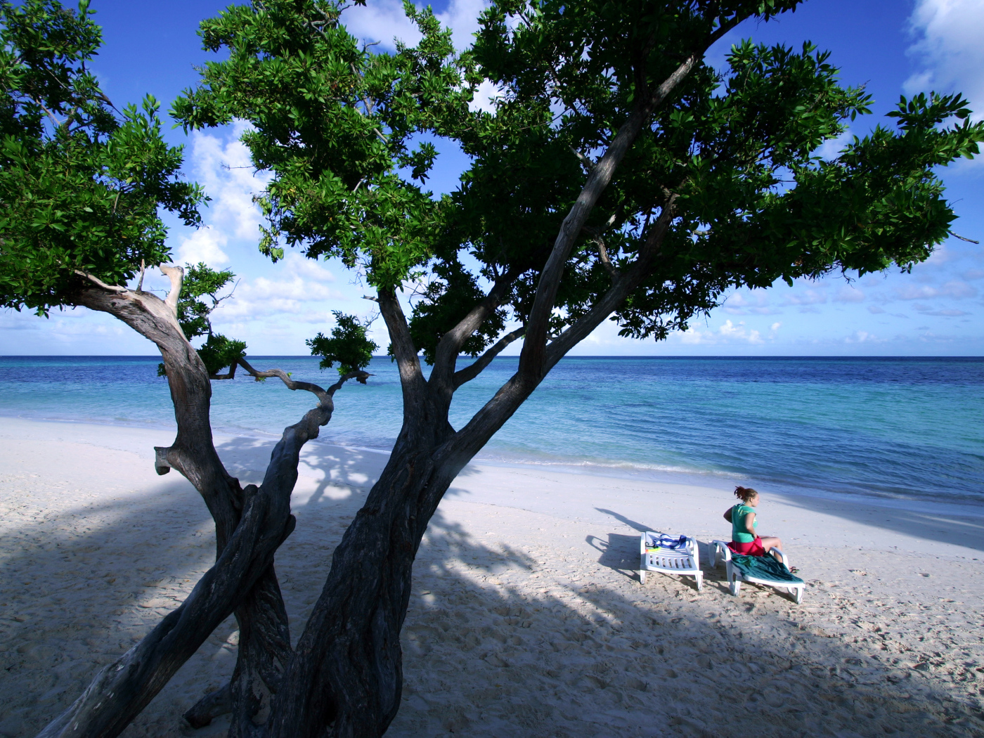 Дерево на пляже на курорте Гуардалавака, Куба