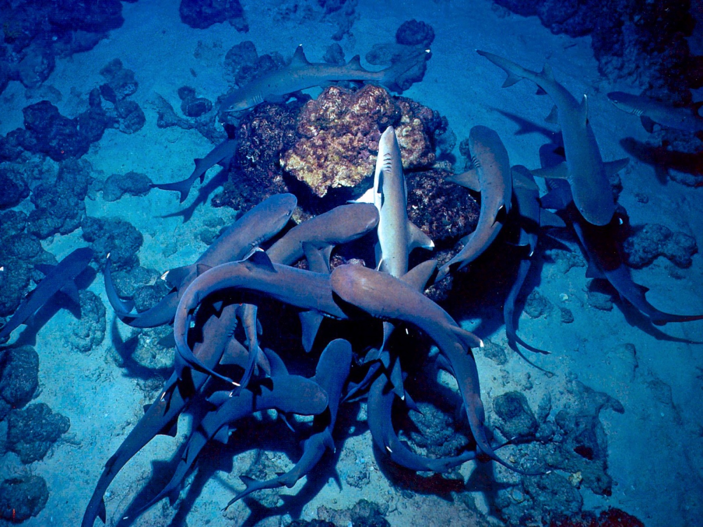 Белый Риф Коста-Рика