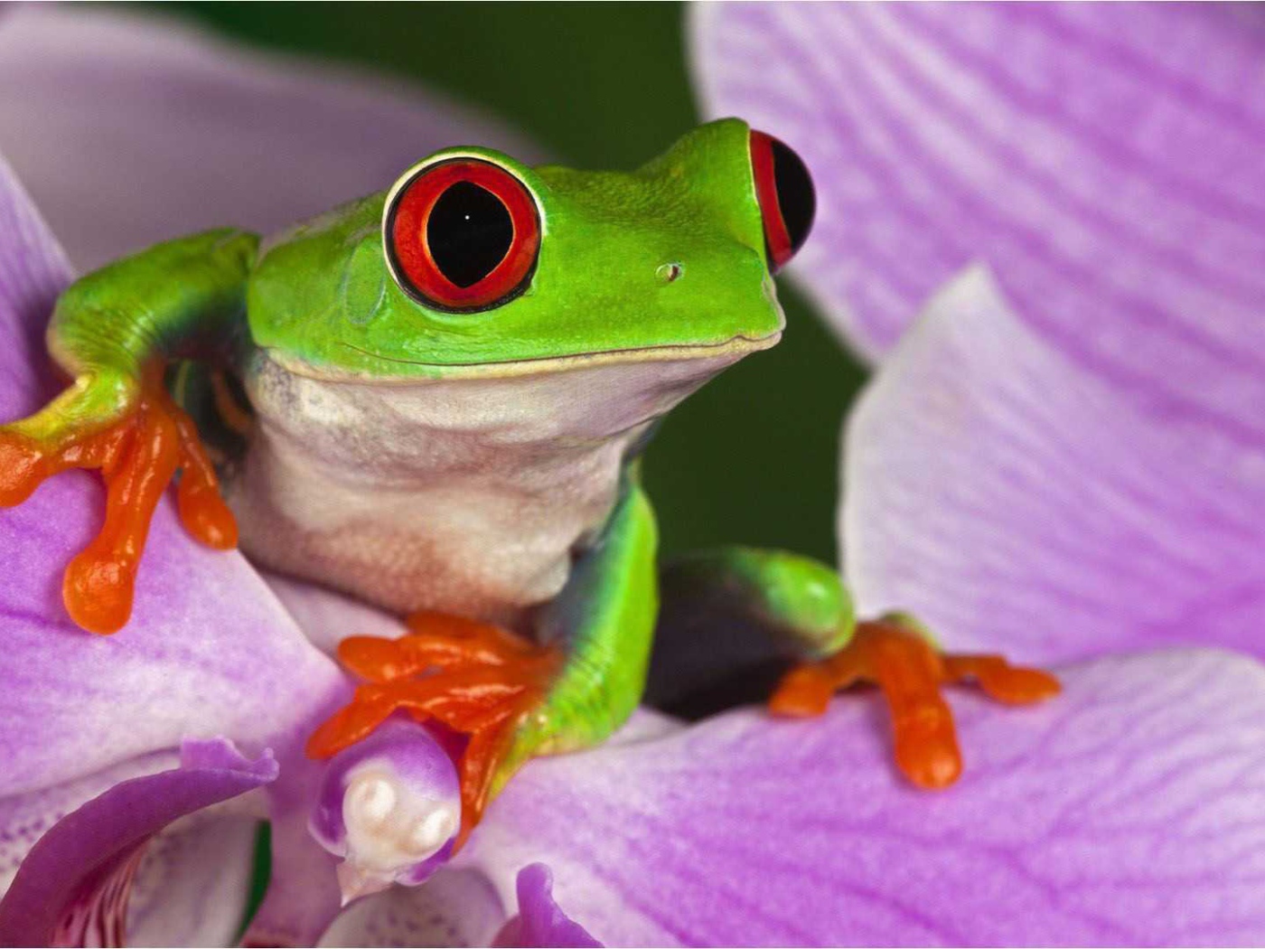 Красивая страна Коста-Рика