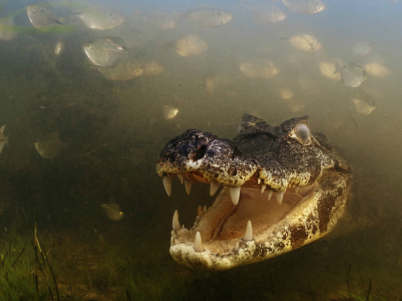 Злобный крокодил среди рыб
