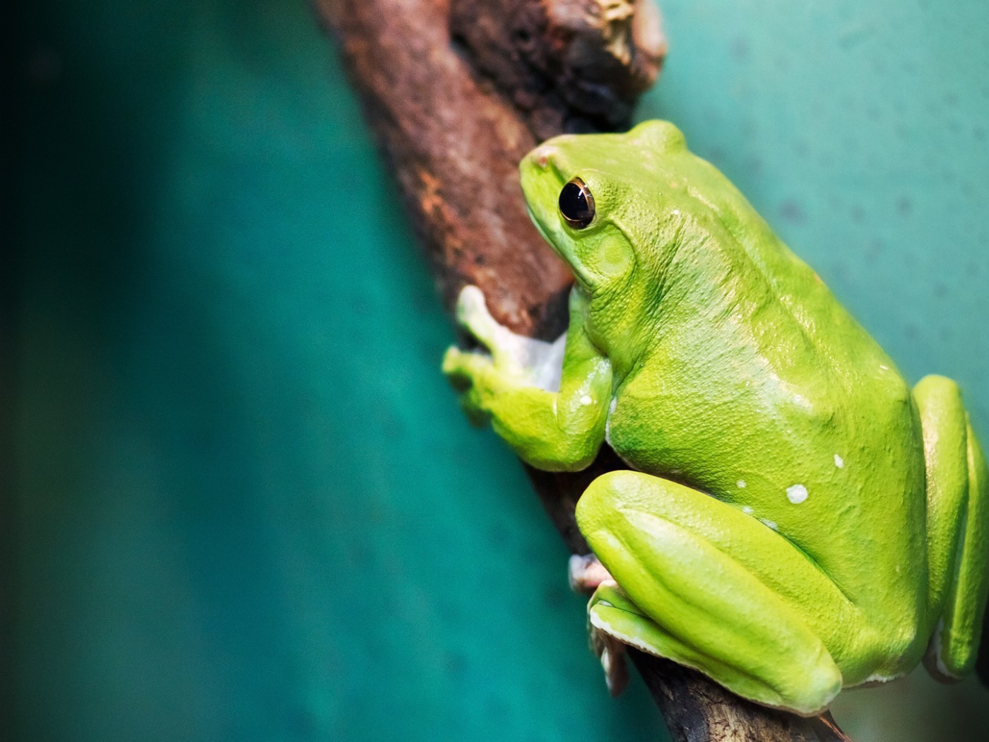 Большая зеленая лягушка на ветке