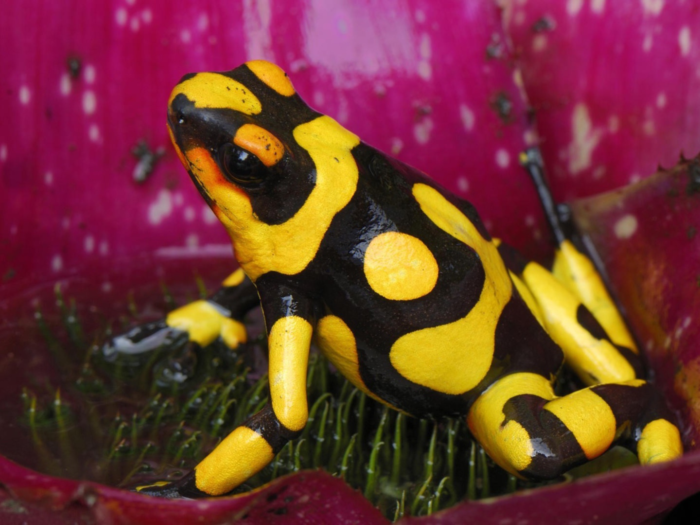 Черно желтая лягушка в цветке