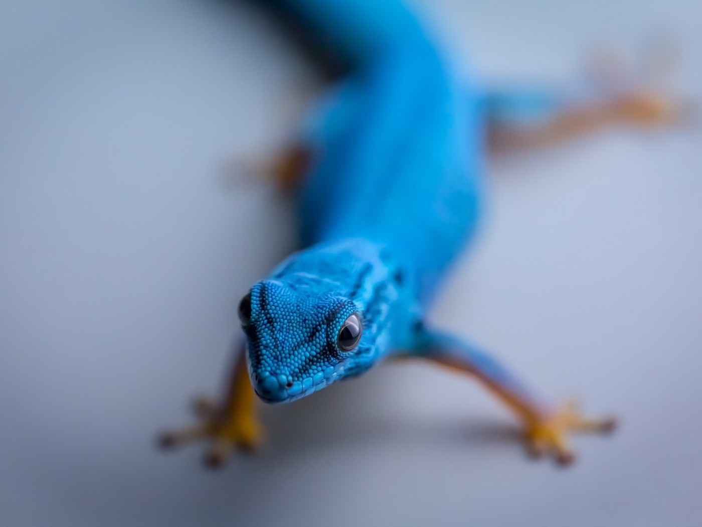 Синий геккон на сером фоне