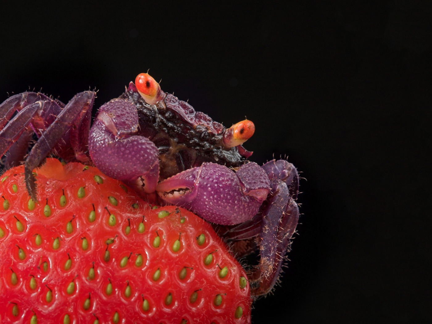 Краб на клубнике