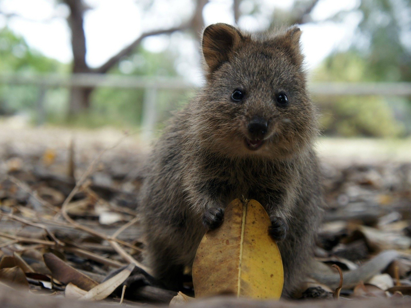 Милый зверек с листиком в лапках