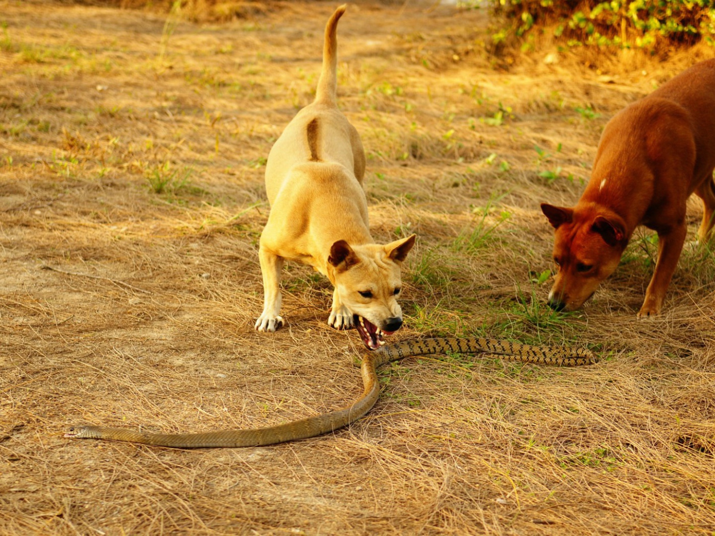 Собаки и королевская кобра