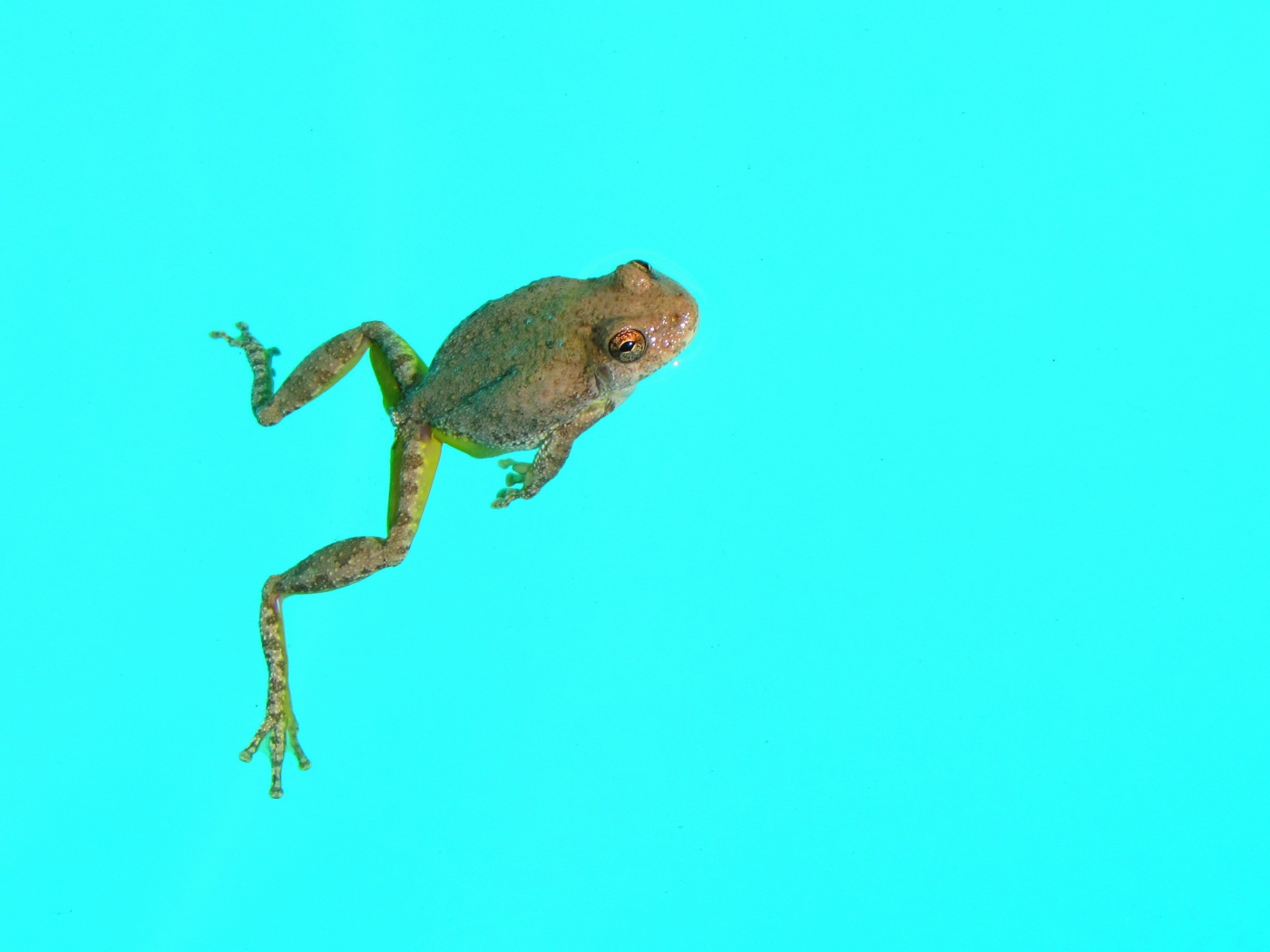 Лягушка на голубом фоне