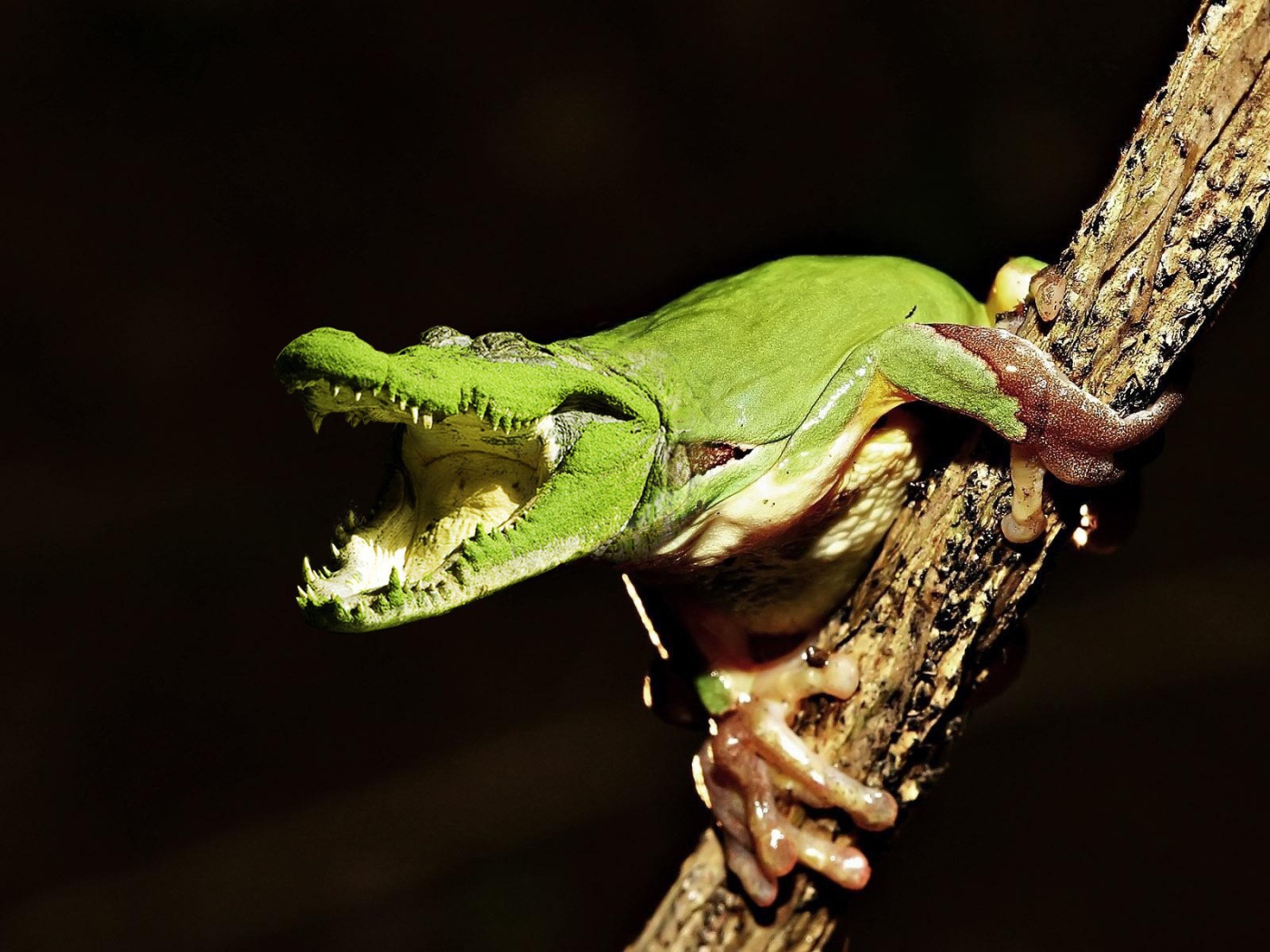 Лягушка крокодил на ветке