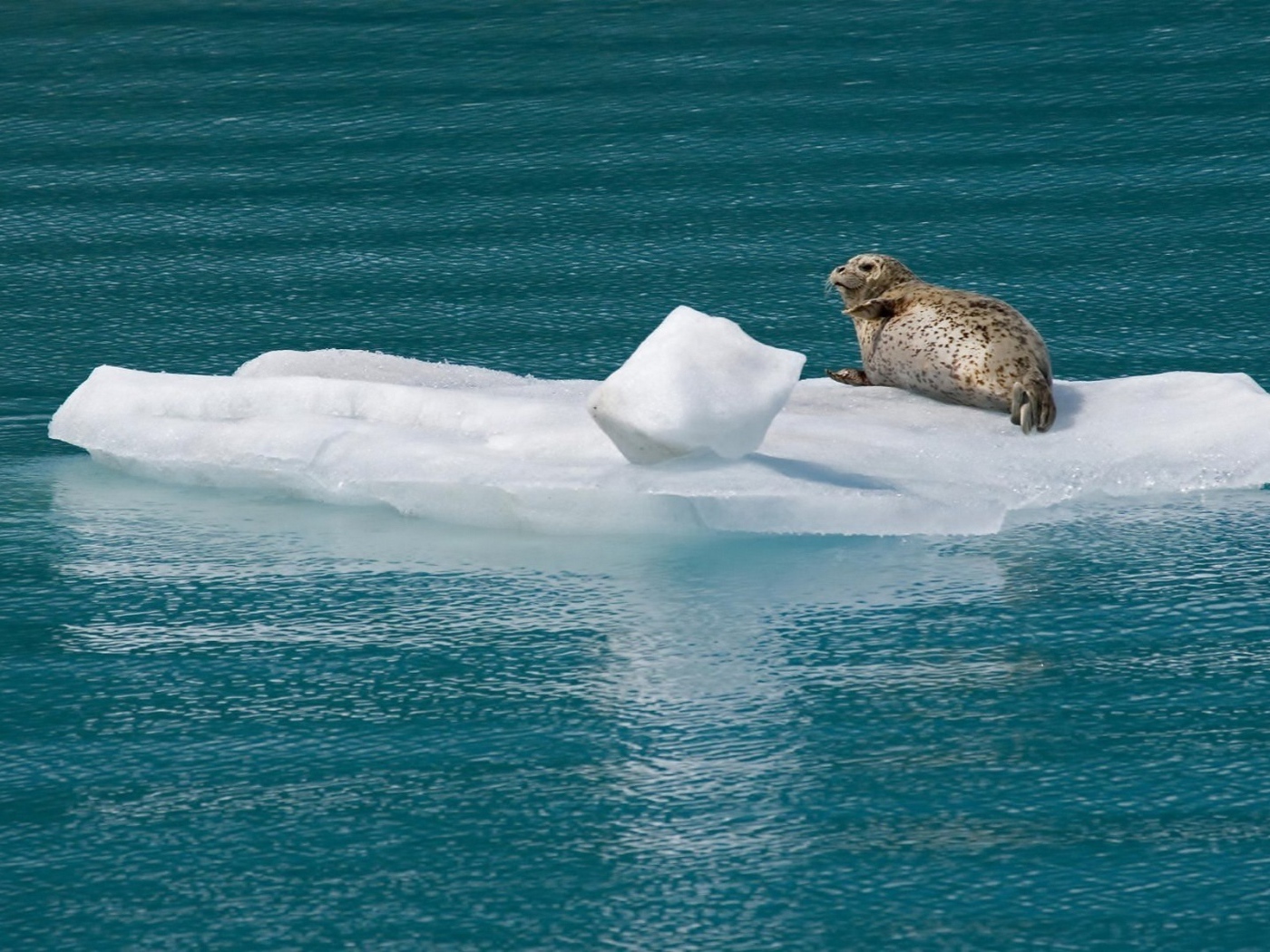 Морской котик на льдине