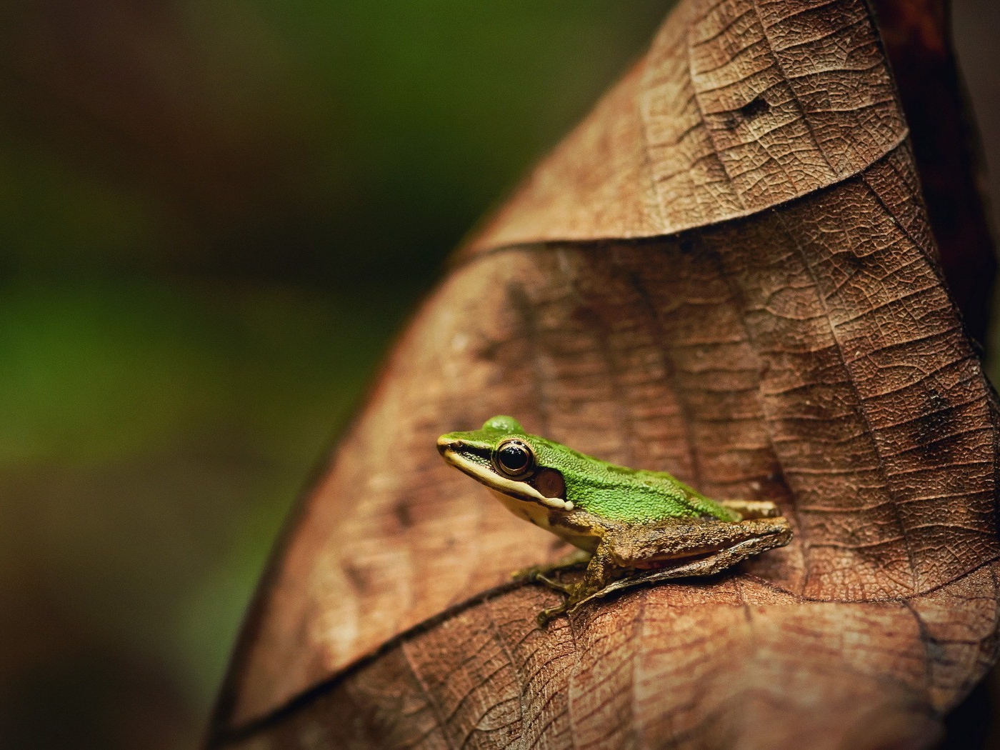 Зеленая лягушка на коричневом листе
