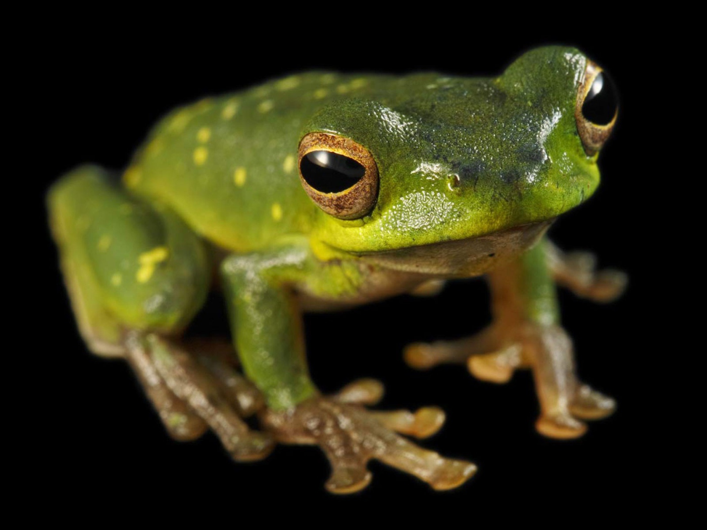Зеленая лягушка сидит на черной поверхности