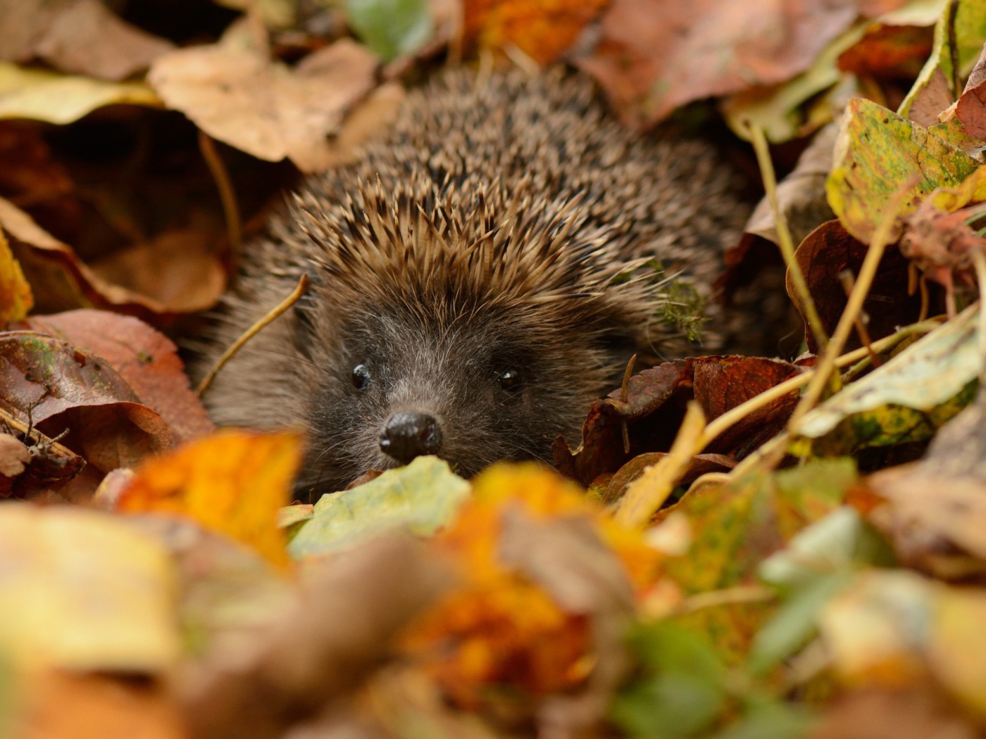 Еж прячется в листьях