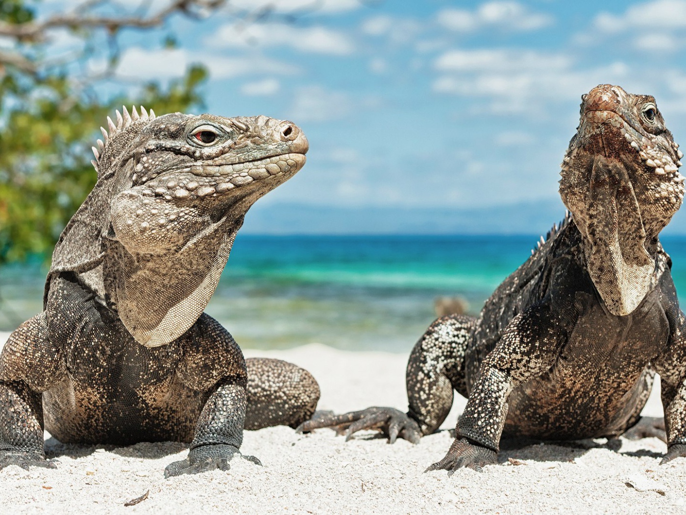 Игуаны на берегу моря