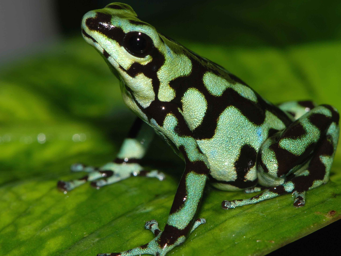 Светло зеленая лягушка с черными пятнами