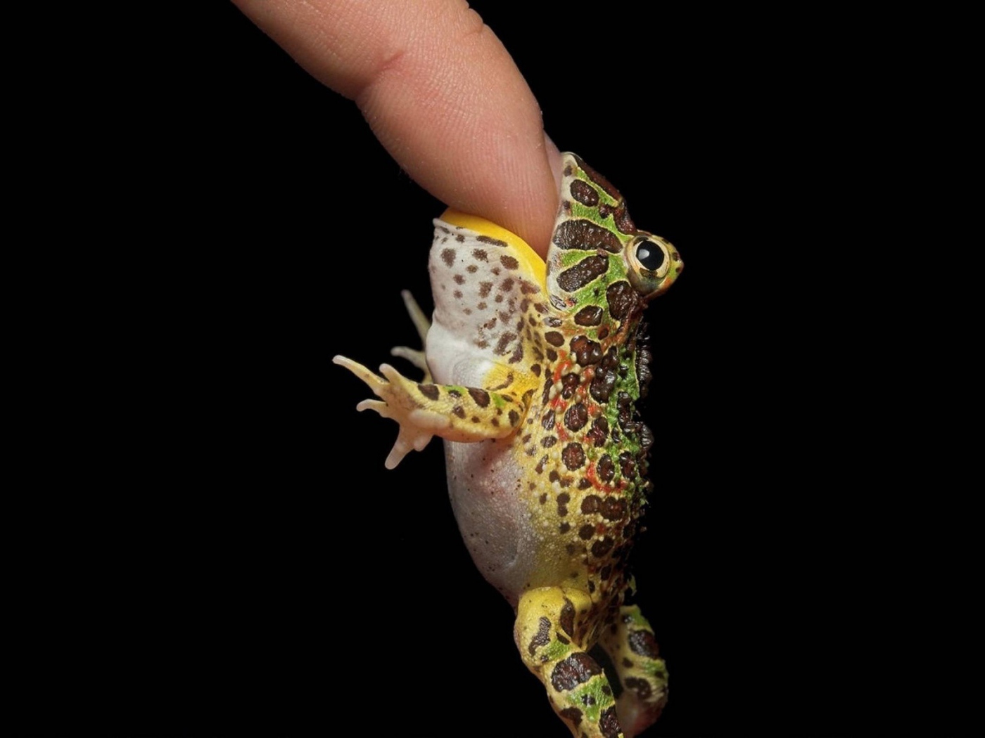 Маленькая лягушка на пальце