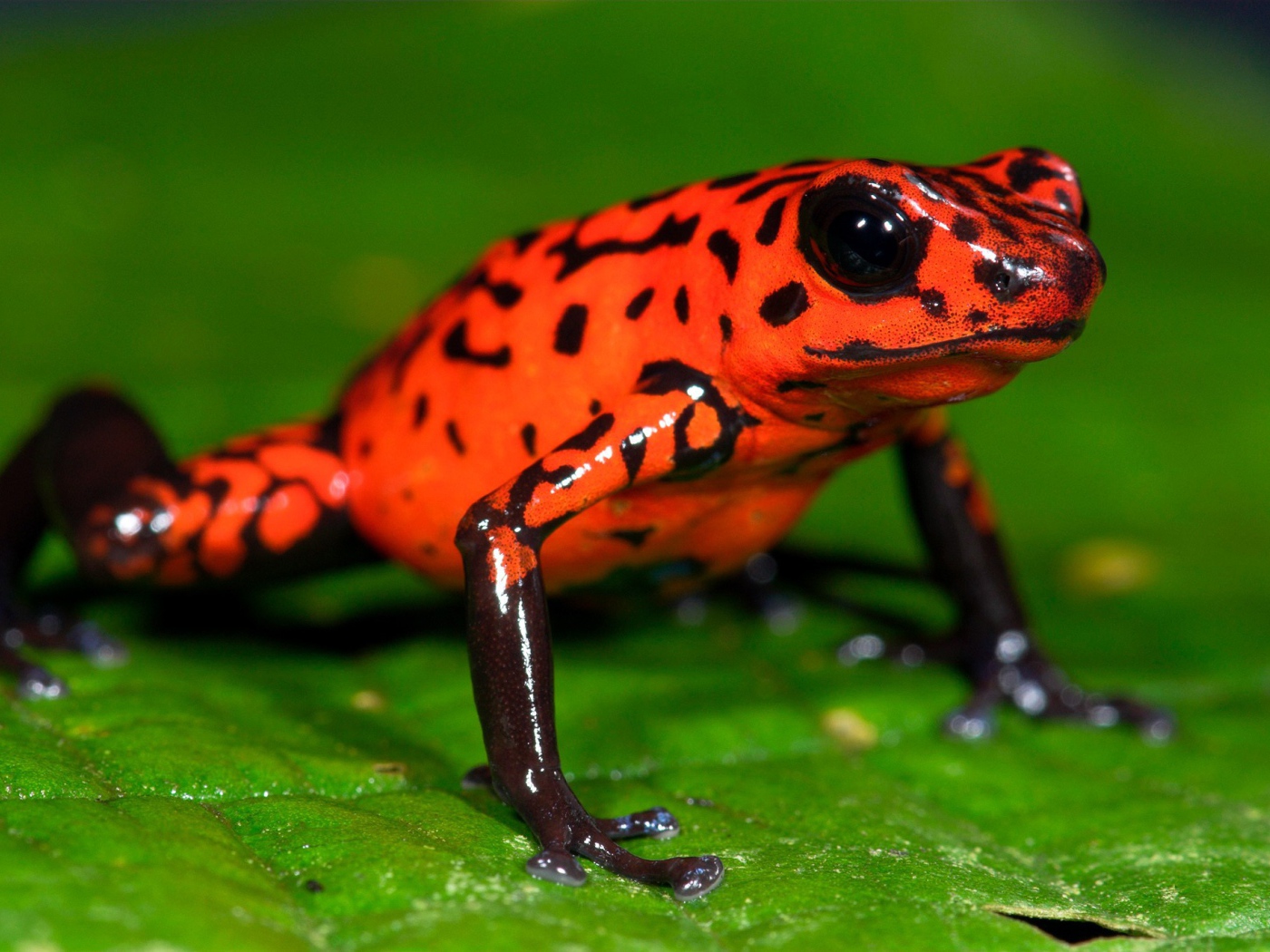 Оранжевая лягушка на зеленом листе