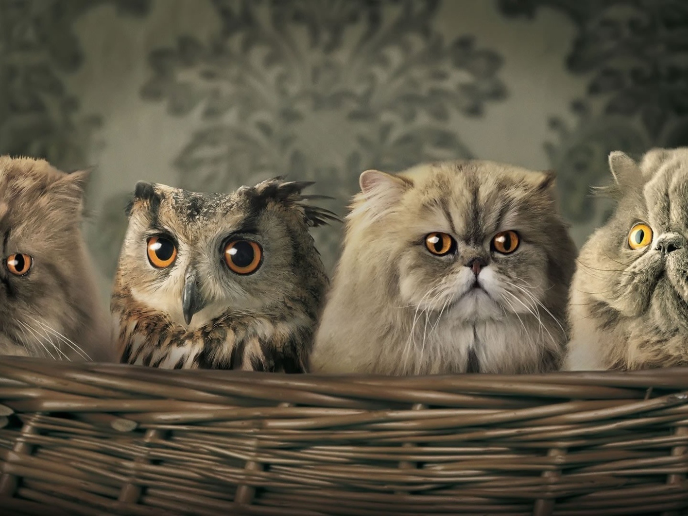 Сова спряталась среди котов в корзине