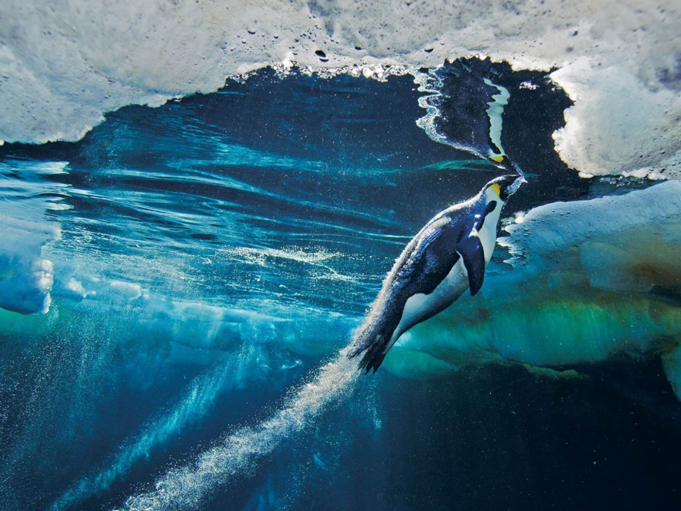 Пингвин плывет к поверхности воды