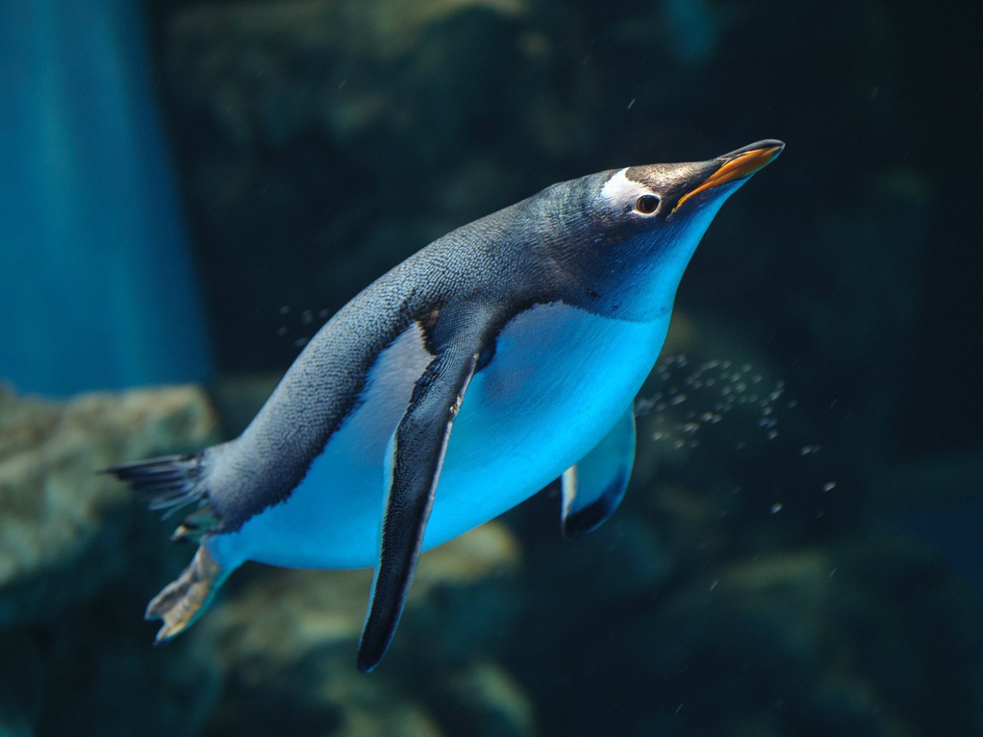 Пингвин плывет в воде