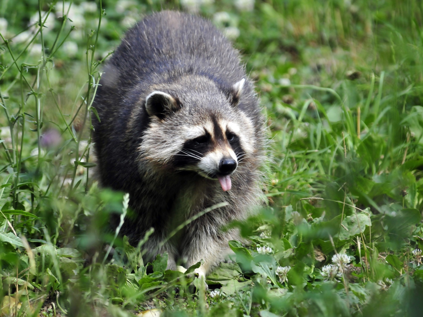 Енот-полоскун идет по зеленой траве