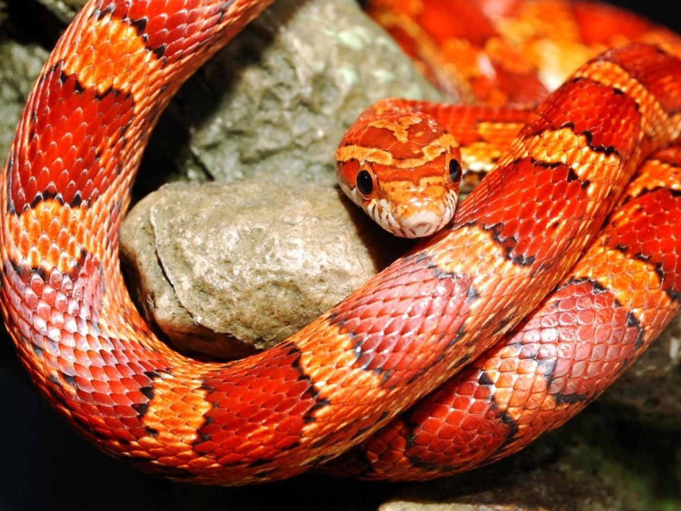 Красная змея на камне