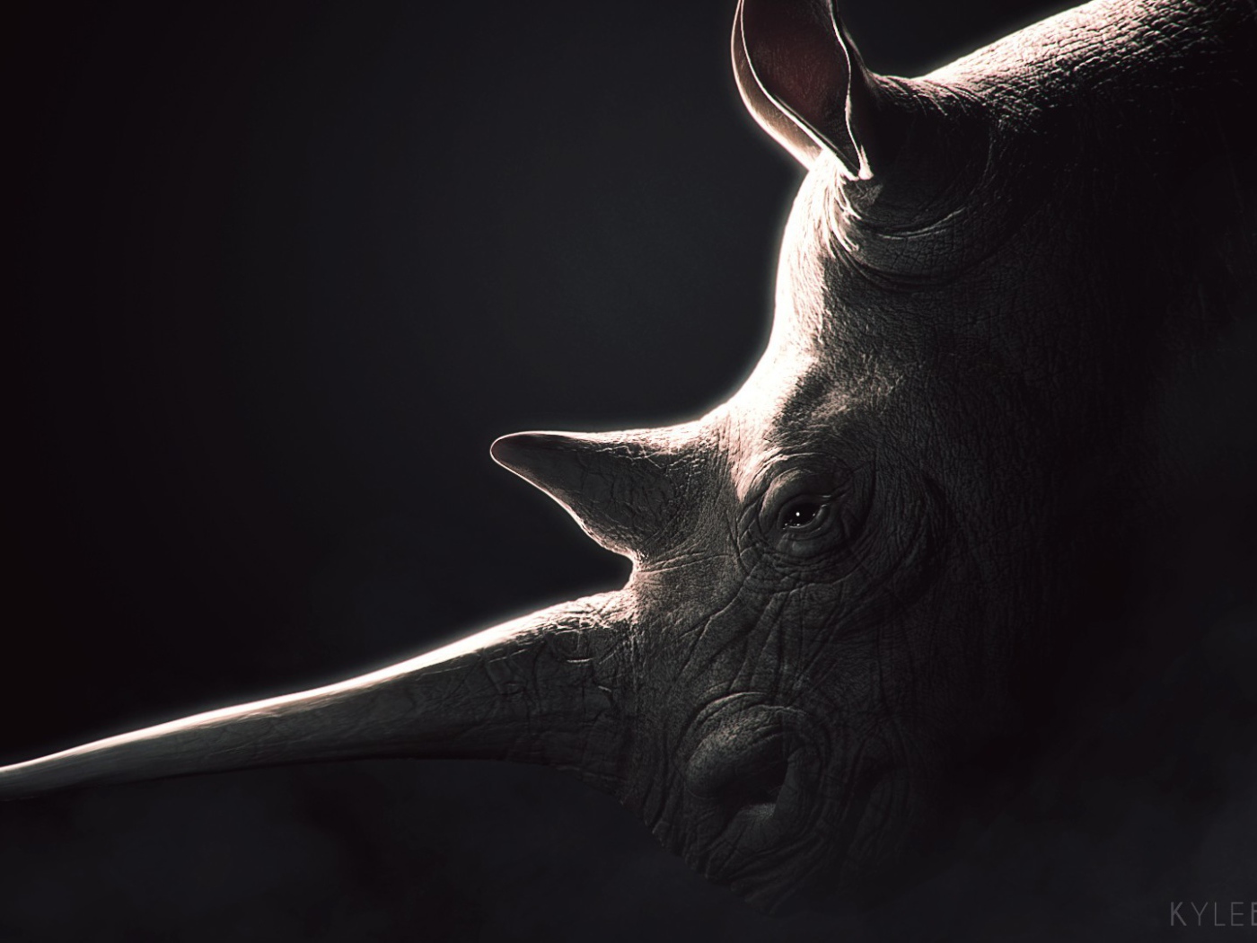 Носорог, черный фон