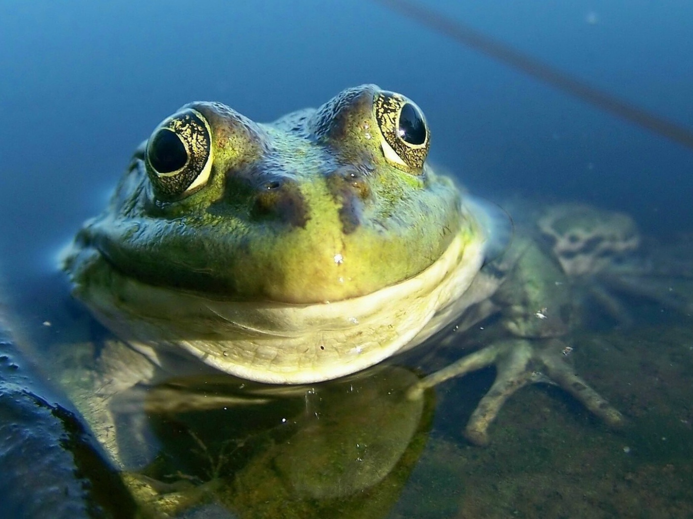 Довольная лягушка амфибия