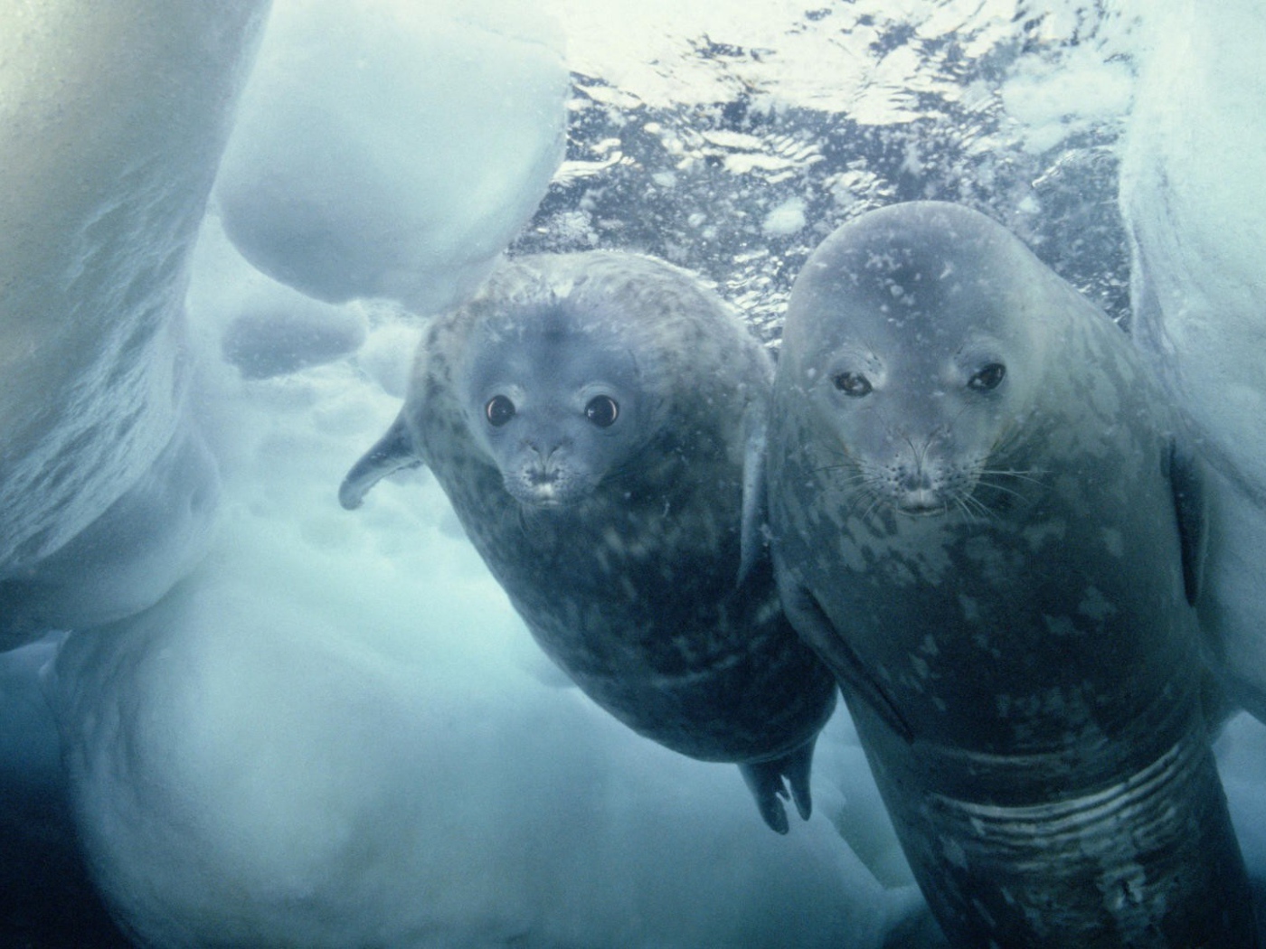 Морские котики нырнули в прорубь