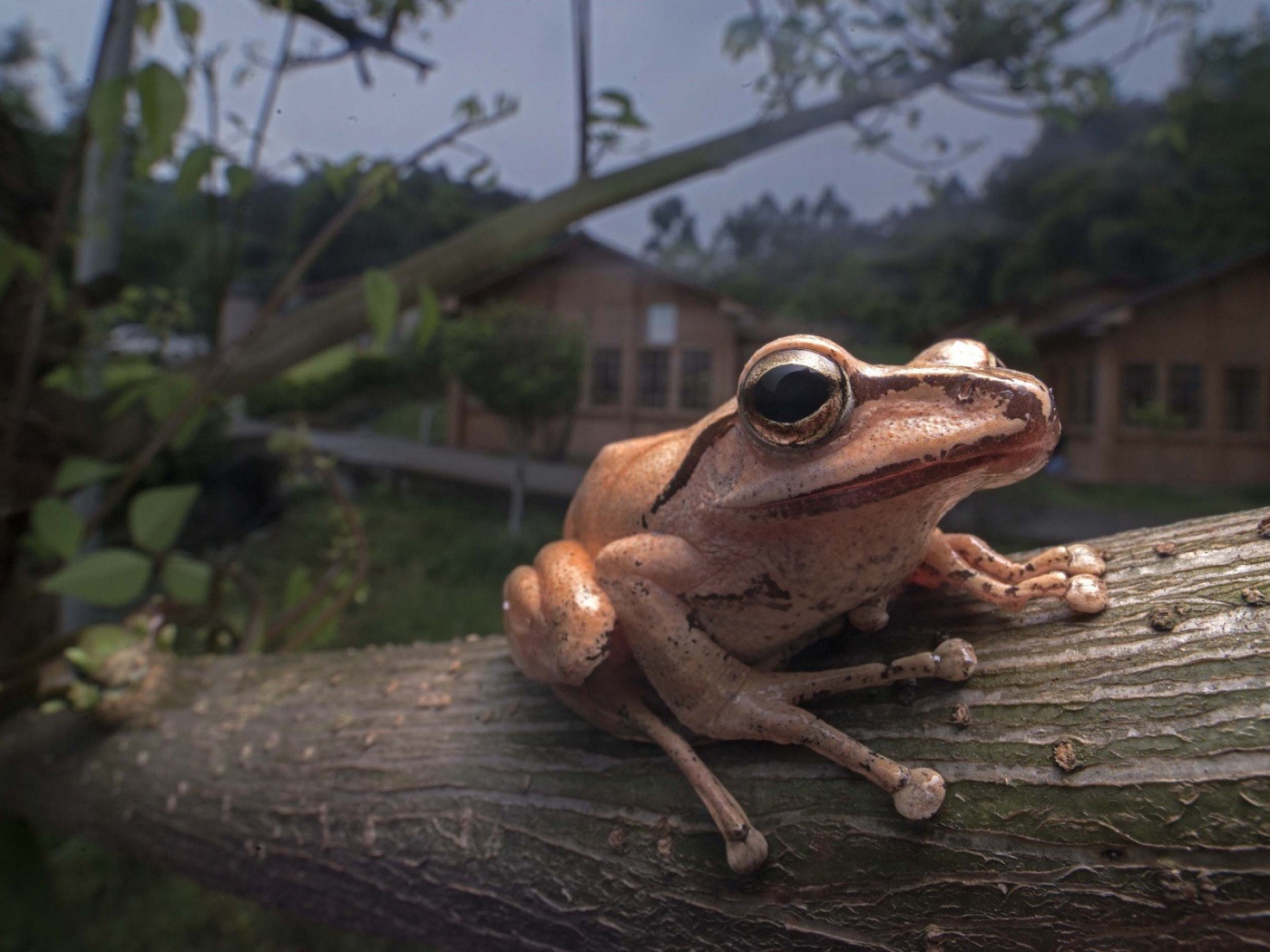 Древесная лягушка сидит на дереве