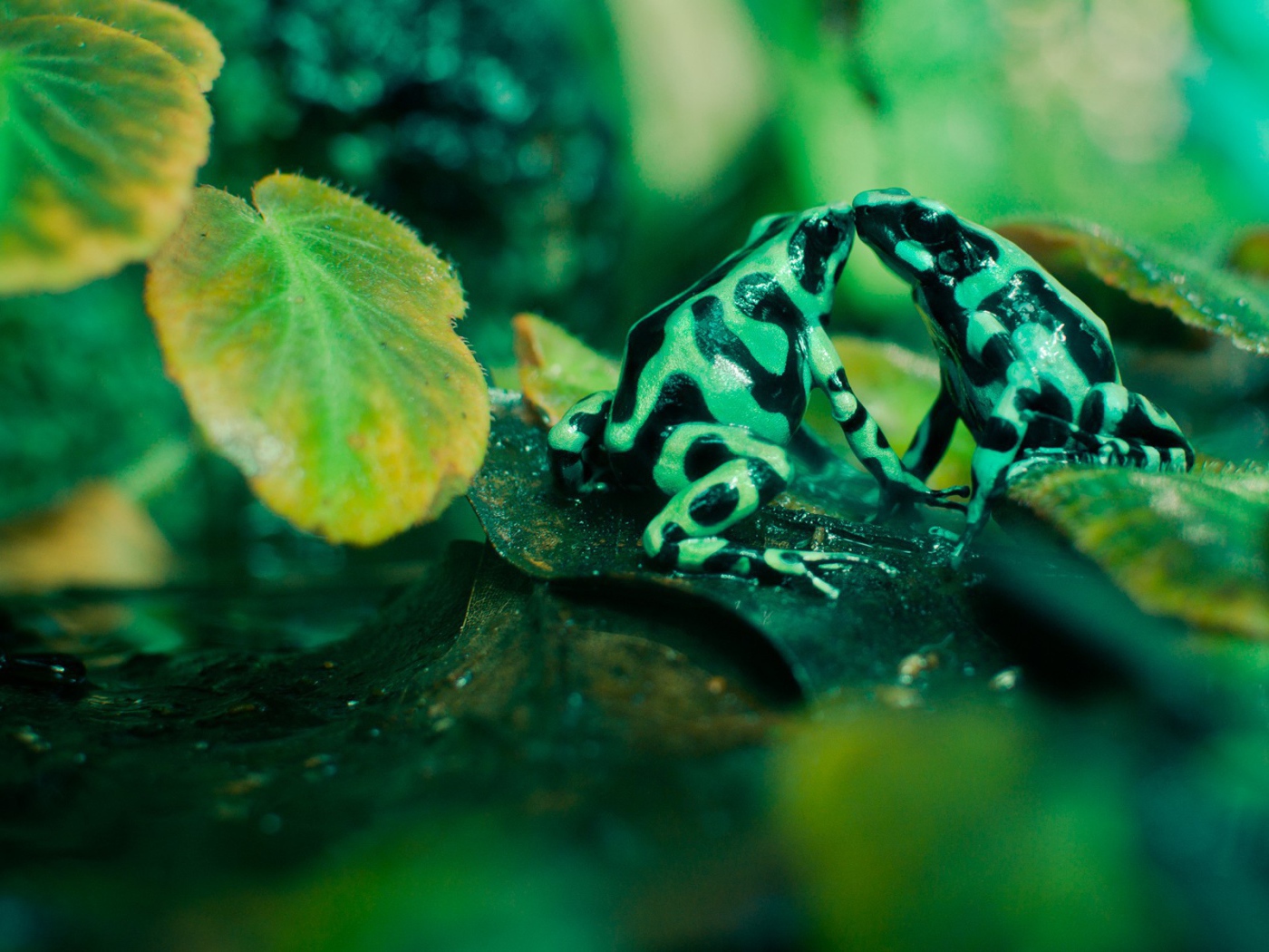 Две зеленых лягушки с черными пятнами