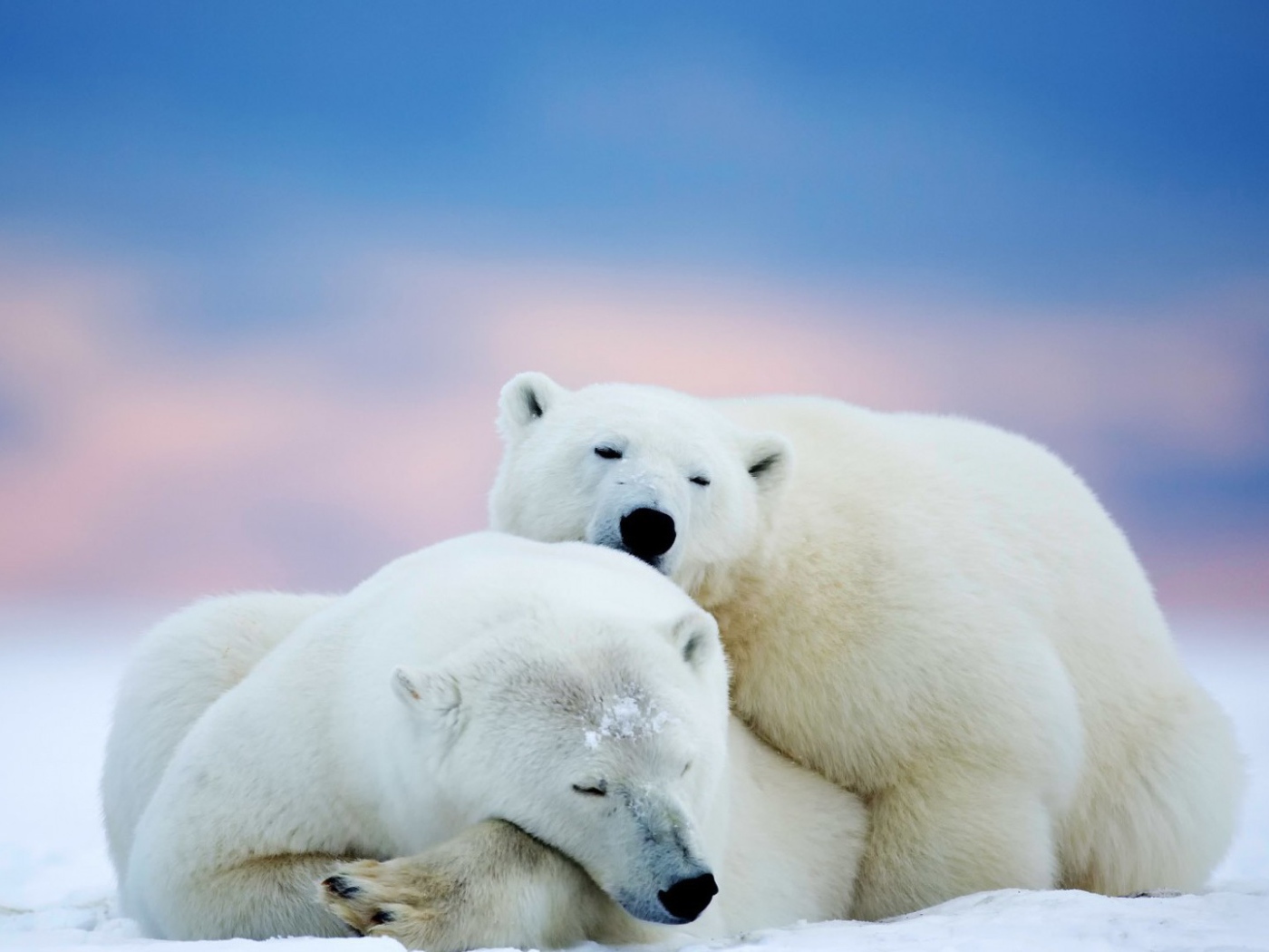 Пара белых полярных медведей
