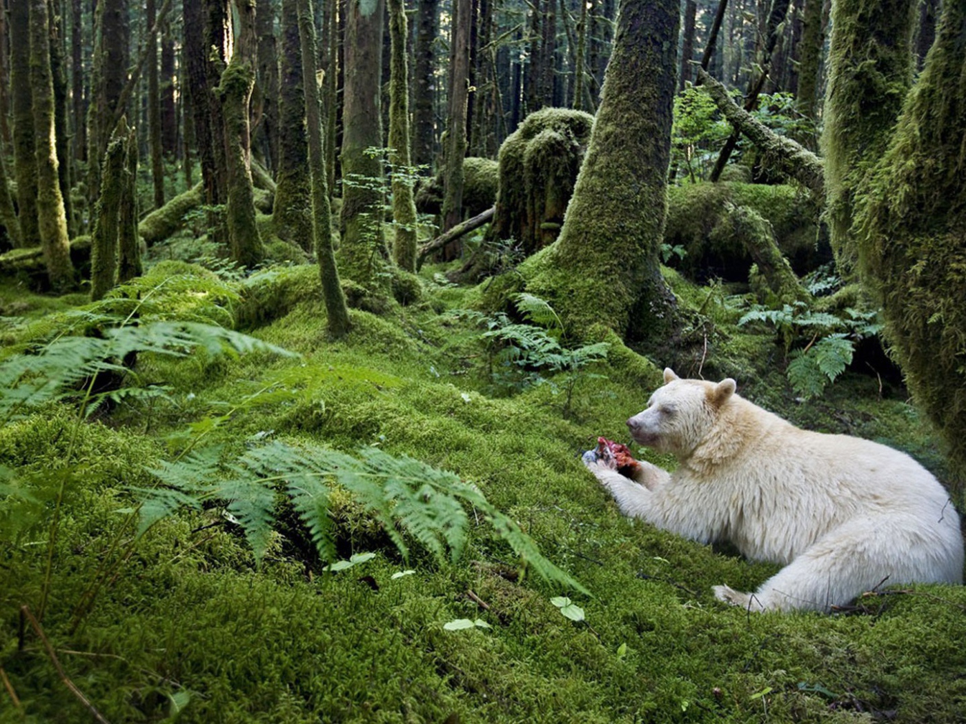 Медведь барибал альбинос