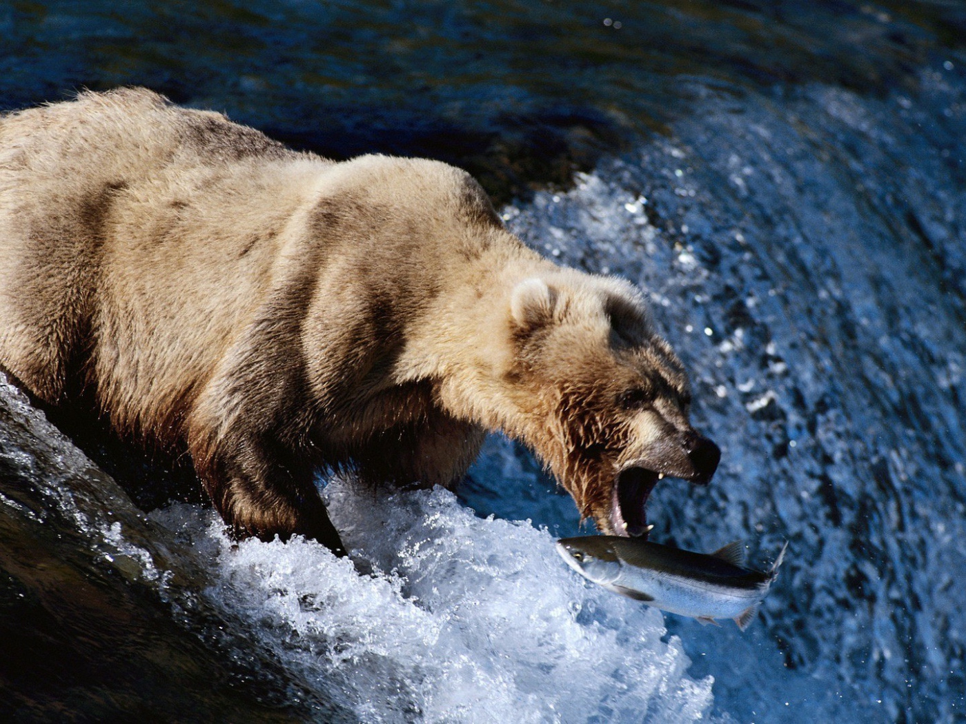 Медведь поймал пастью рыбу