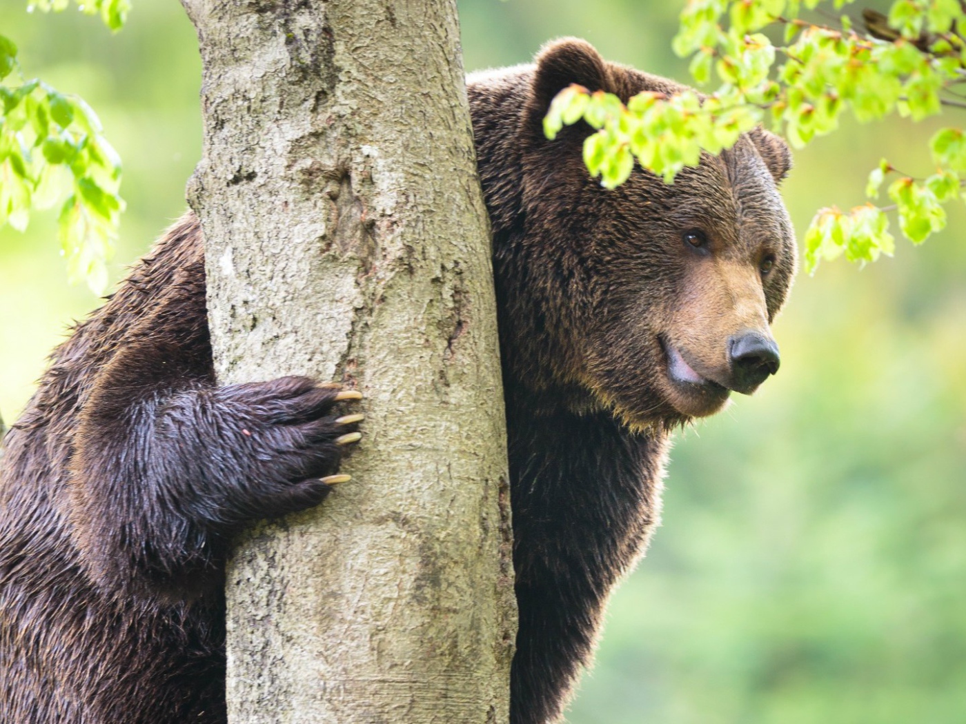 Медведь у дерева