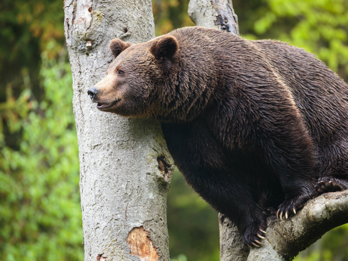 Медведь сидит высоко на дереве