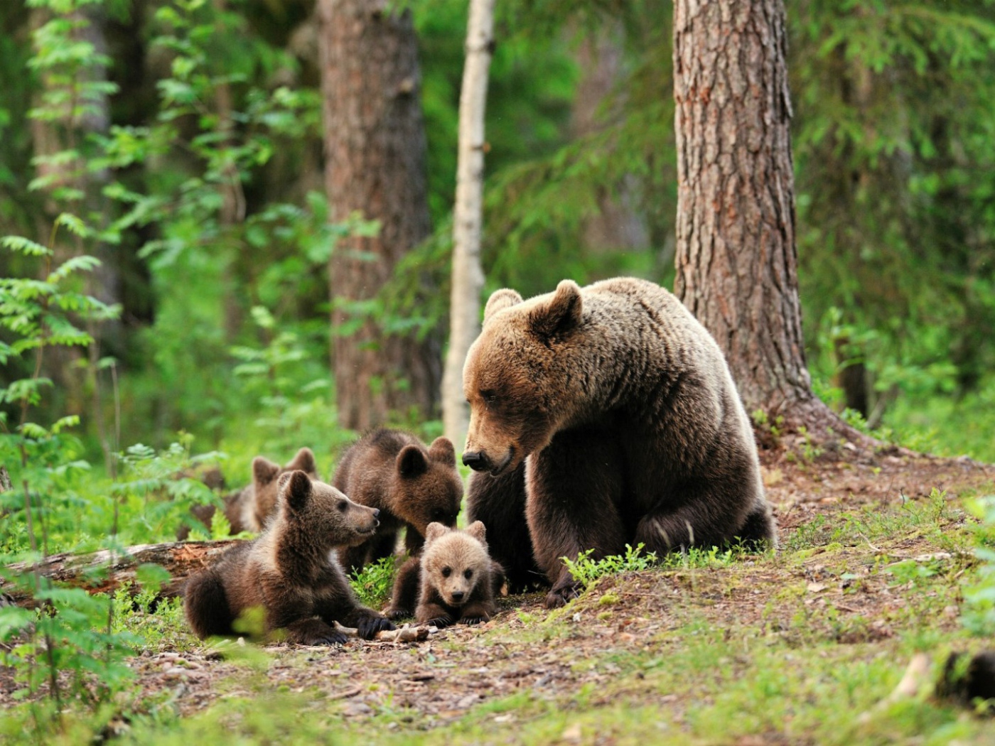 Медведица со своими медвежатами