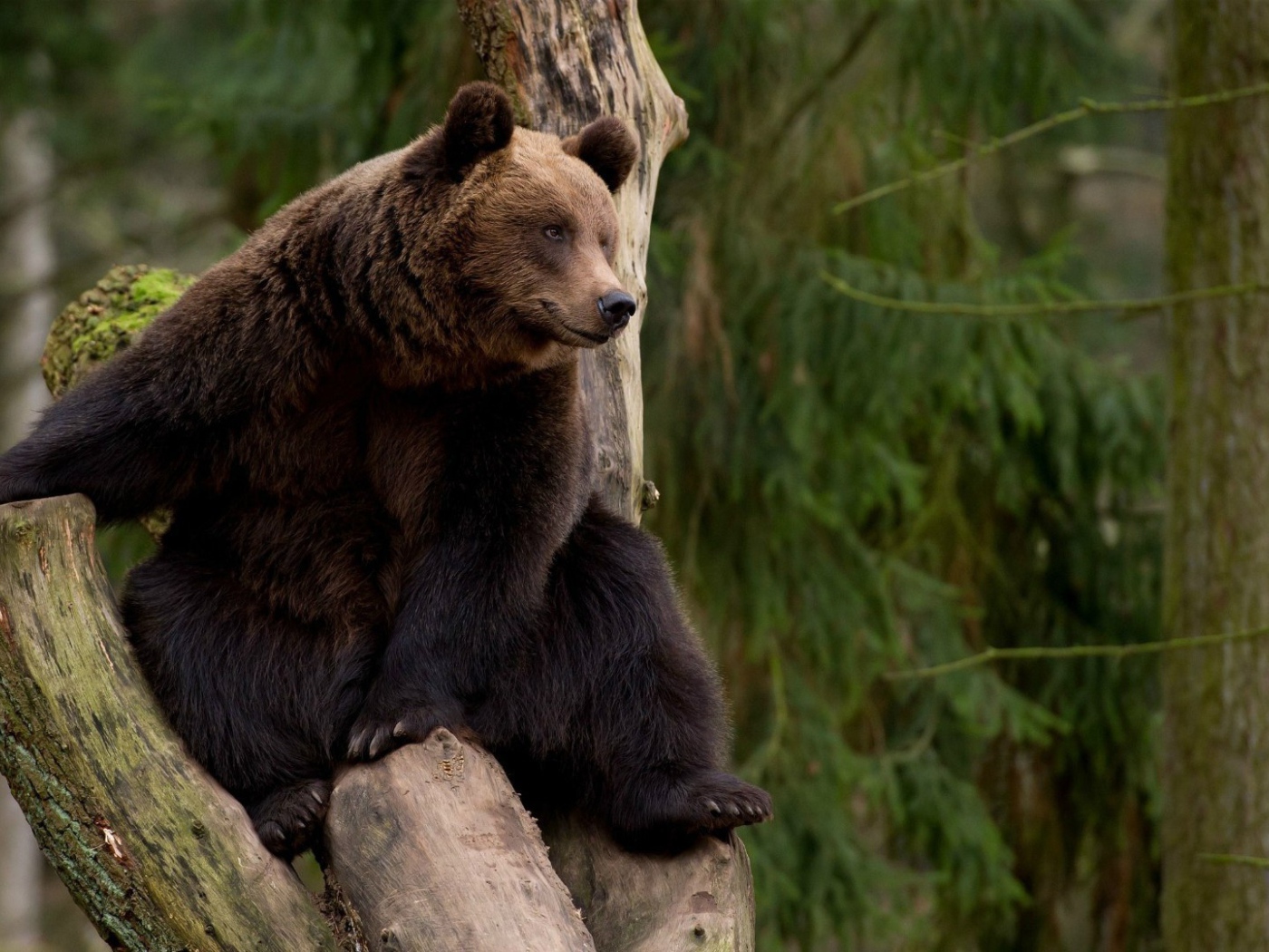 Бурый медведь на дереве