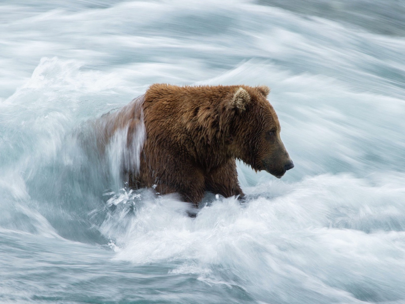 Бурый медведь в бурном потоке